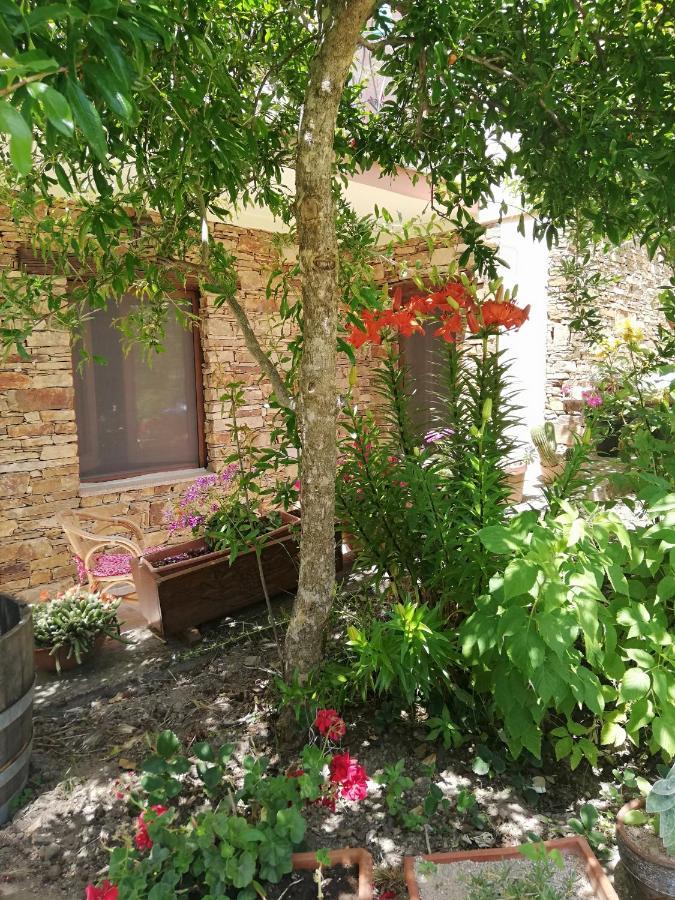 Agrifoglio B&B Con Giardino 阿瑞佐 外观 照片
